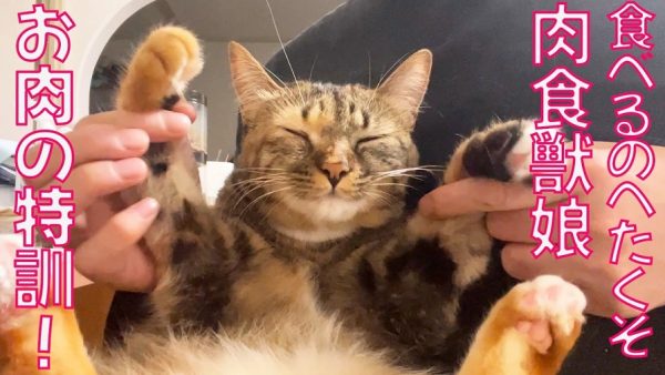 大好きなお肉を食べるのがヘタクソな優等生猫ちゃん！ 爪切りはこなせても、お肉を目の前にすると何故か手が出てしまったりと悪戦苦闘