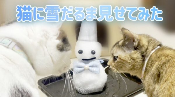猫ちゃんに「雪だるま」を見せてみた！ 好奇心旺盛ながらも警戒を怠らない、猫らしい反応を示す