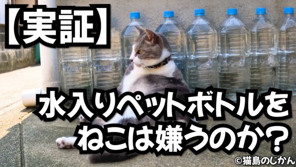 ズラリと並ぶペットボトルを前にした猫ちゃん！ 猫よけどころか、ゆったりもたれて毛づくろいをはじめる
