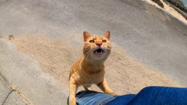 足にすがりついて「行かないで」と訴える猫ちゃん！ 体を張った引き留めテクでいつまでも帰れない事態に