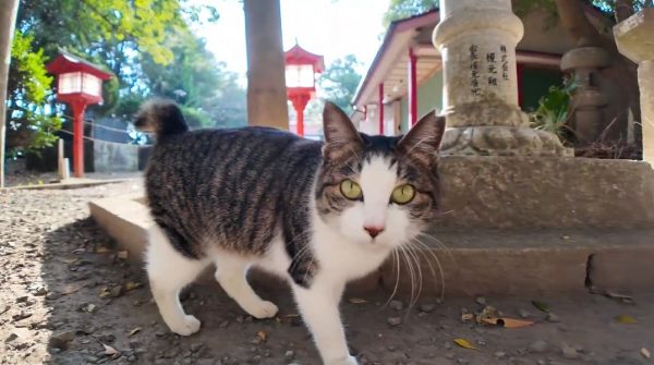 海沿いで出会った猫ちゃんについて行ってみたら、山の中にある神社に到着！ しっかり道案内をする姿が頼もしい