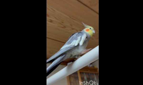 物干し竿でスススススッと忍者歩きを披露したインコちゃん！ 得意の歩きでお友達のところへ行こうとするけれど、難しくてウロウロしてしまう