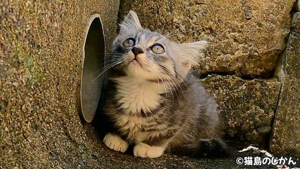 側溝にひそむ子猫ちゃん！ 野生に暮らす子猫ちゃんのハラハラ＆ドキドキの暮らしをのぞいて見た