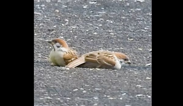 スズメの幼鳥が地面をモゾモゾ動き回る！ お米に夢中な成鳥たちの横で、マイペースな動きを見せる2羽がカワイイ