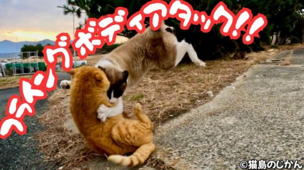 ケンカをしていた猫ちゃんがフライングボディアタック！ 緊張感あふれる攻防の結末はどうなる？