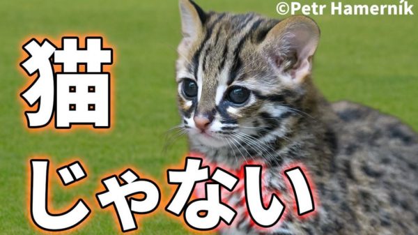 古代中国の「ネコ」は現代のイエネコと別種だった！ 美しいヒョウ柄を持つ「古代のネコの正体」について解説してみた