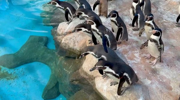 ファーストペンギンの飛び込む瞬間を捉えてみた！ プールをのぞき込むペンギンの群れの中に勇敢な1羽が登場