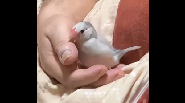 眠たくなった文鳥の寝る前の儀式？ 飼い主さんの手の中でクルクルと舞を披露