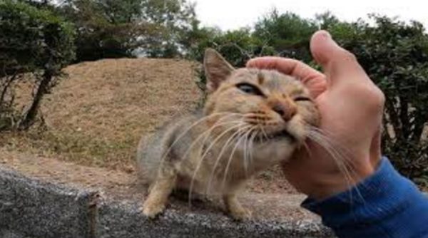 野良猫ちゃん、丘の上からモフられに降りてきた！ スリスリと人懐っこさがさく裂し、最後は膝上でがっつり甘える体勢に