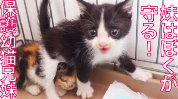 兄猫ちゃんが身を挺して妹を守る姿がとっても健気！ それでいてミルクを膝上で飲んでしまうチョロイ側面も可愛い