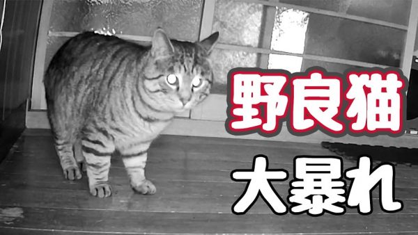 野良猫が家に忍び込んで大暴走！ 爪とぎを気に入ってひたすらバリバリと研ぎまくる