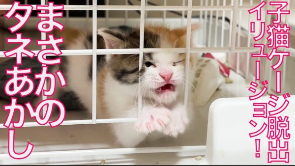 子猫が出られないはずのケージから脱出！ 謎に満ちた脱走ルートの解明と、消えた子猫の簡単捕獲対策を解説してみた
