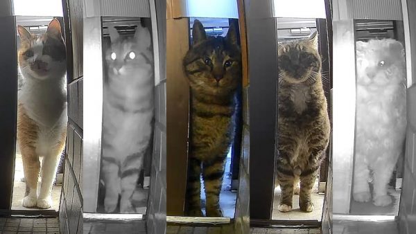 ご近所猫が全員集合？ 飼い猫、野良猫を問わずに訪れる玄関へ「ここは猫の集会所ですかな？」「猫の聖地か何かだよw」の反響