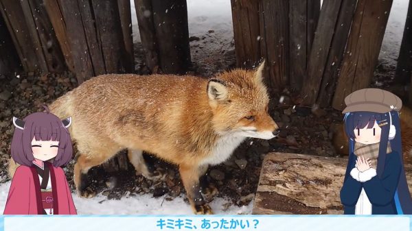 北きつね牧場でモッフモフの北キツネの可愛さを満喫！  冬のオホーツクはイクラにカニ、酪農王国らしい新鮮なホルモン焼肉といった絶品グルメも大充実