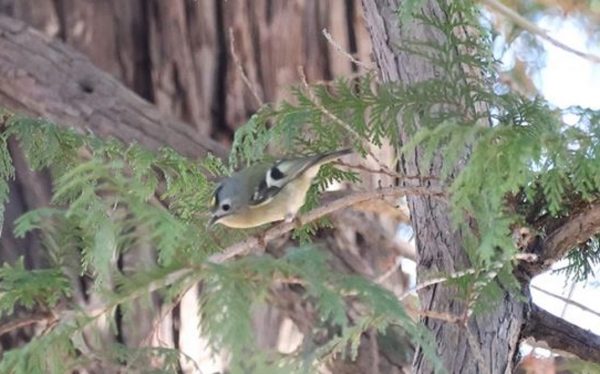 埼玉の野鳥撮影スポット「秋ヶ瀬公園」でバードウオッチング！ 日本一小さな鳥キクイタダキをはじめとする鳥たちの姿へ「かわいい」の声が寄せられる