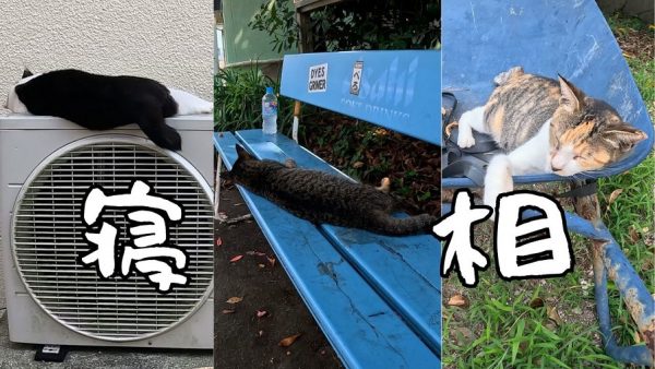 思い思いのポーズと場所で眠る猫たち！ エアコンの室外機や手押し車など、絶妙にフィットする場所で寛ぐ姿に心が和む