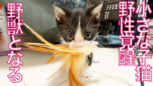 子猫ちゃん、ふわふわオモチャで野生に目覚める！ 「絶対離さないニャン」と踏ん張って“子猫釣り”状態に