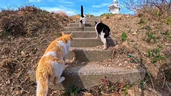 猫たちと港から山の灯台まで散歩してみた！ 水仙の花が咲き乱れる小道をトコトコとついてくる姿が愛しい