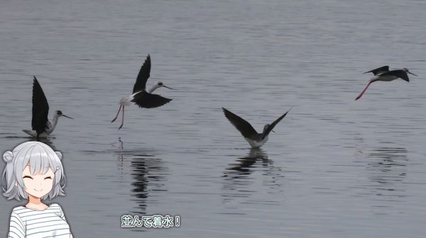 名古屋にある「藤前干潟」へ野鳥観察に行ってきた！ シギやチドリをお目当てに、タカの仲間の魚ハンター「ミサゴ」の姿も激写する