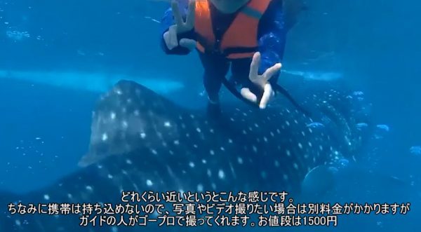フィリピンのセブ島でジンベエザメと泳ぐ感動体験！ 大迫力の海と絶景カワサン滝で童心に返り、大自然を満喫してきた