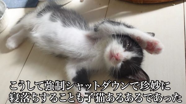 目を開けて寝るスタイルの子猫ちゃん！ 眠くても遊びに誘ってくる妹猫を前に“強制シャットダウン”で対抗する