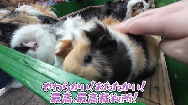 PUIPUI帰宅ラッシュ！ 埼玉・宝登山小動物公園の「モルモットの帰宅行列」が可愛すぎた
