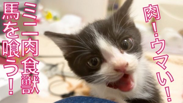 小さくても“肉食獣”な子猫ちゃん！ 差し出された馬肉を見つめる目がキラキラ＆真剣で可愛い