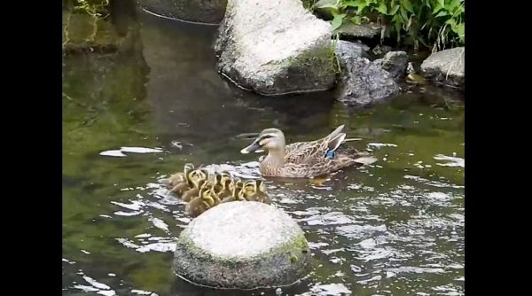 置いてきぼりを食らった子ガモたち！ 必死に追いかけた先で母ガモが豪快すぎる帰還