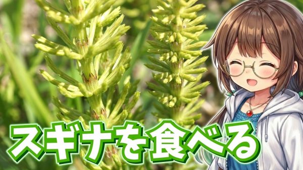 ツクシと同じ植物？ 実はクセがない春の野草「スギナ」を食べてみた！