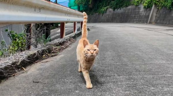 山道で出会った1匹の猫が仲間を召喚！ 猫たちに囲まれ絶景スポットで海を見る事態に