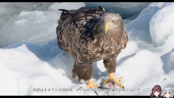 流氷の海にオオワシ・オジロワシが乱舞！ 北海道で目撃した圧巻の光景の中にはタンチョウの優雅な舞も