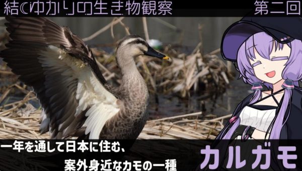 引っ越しで知られるカルガモ、ほかのカモとは少し異なる特徴が？ 日本では珍しい留鳥の生態を解説してみた