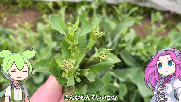 朝採り菜の花で“おひたし”を作ってみた！ ゆでて醤油とかつお節をかけただけの春の一皿がしみじみ美味しそう