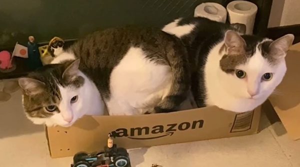 仲良し兄弟猫がダンボールでぎゅうぎゅう詰めに！ なぜか落ち着けない2匹にほっこり