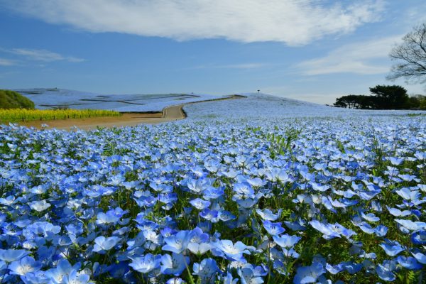 茨城県の「国営ひたち海浜公園」でネモフィラの見頃は5/1くらいまで！ GWは一面に敷き詰められた青い絨毯を見に行こう