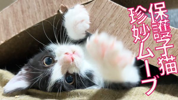 子猫ちゃんが「背面移動」を習得！ やんのかステップから繰り出す“不思議な動き”に反響