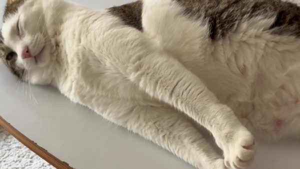 スヤスヤと眠る猫ちゃん！ 寝てるのに全身がピクピク…夢の内容が気になる