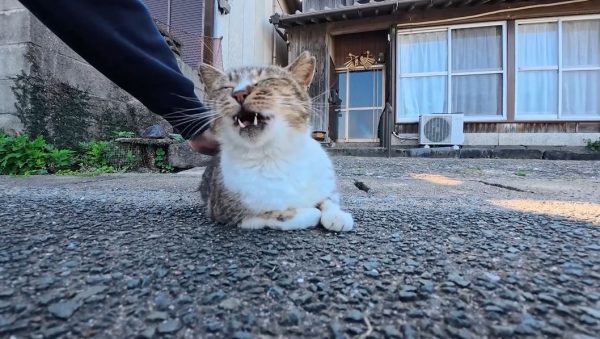 「ワン！」と鳴く猫ちゃんと遭遇！ 気持ちよさそうな表情からまさかの鳴き声が