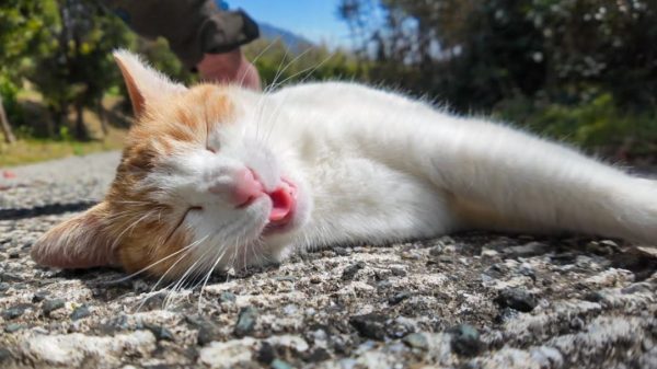 なんてものが落ちてやがる…！ 坂道で眠る猫の足止めトラップが可愛すぎた