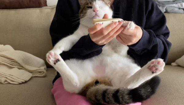 兄弟猫ちゃんが爪切りに挑戦！ 見ないフリをしながらも、つい確認してしまう様子にほっこり