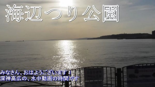 神奈川県横須賀市の「海辺つり公園」で水中映像を撮ってきた！ カメラが捉えた海の中の意外な光景を紹介