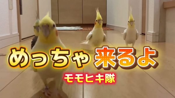 飼い主さんのもとへと集結するオカメインコたち！ 最後に現れた末っ子インコの“自由すぎる行動”がかわいい