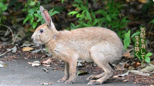東京で日本固有種の「ニホンノウサギ」に遭遇！ 茂みから飛び出した貴重な姿をカメラで捉えてみた