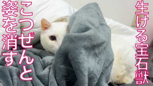 何かと隠れたがる猫ちゃん！ 病院の気配で姿を消す“潜伏のプロ”の技が他の猫にも広がる事態に