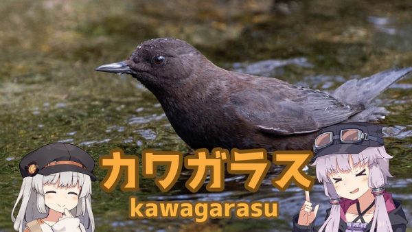 水辺に暮らす小鳥「カワガラス」を撮影してきた！ ふっくら丸い姿と愛らしい仕草に癒される