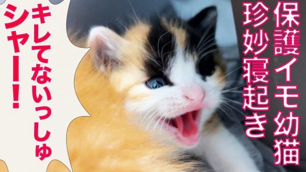 目覚めるなり「シャー！」 保護子猫ちゃんが怒っていた相手はまさかの”眠気”