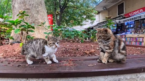 海外旅行で「猫だらけの本屋街」を発見！ 木を囲むベンチで思い思いに寛ぐ猫たちが可愛い