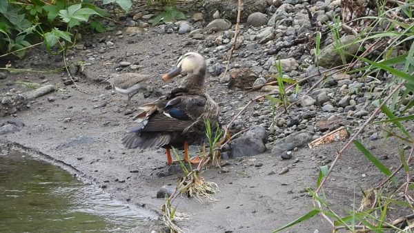カルガモ親子だと思ったら別鳥だった！ ……からの「本物登場」の流れが完璧すぎた
