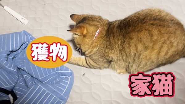 玄関を開けて飛び出した猫ちゃん！ “生きのいい獲物”をウキウキで持ち帰った結果、大追跡劇が始まる