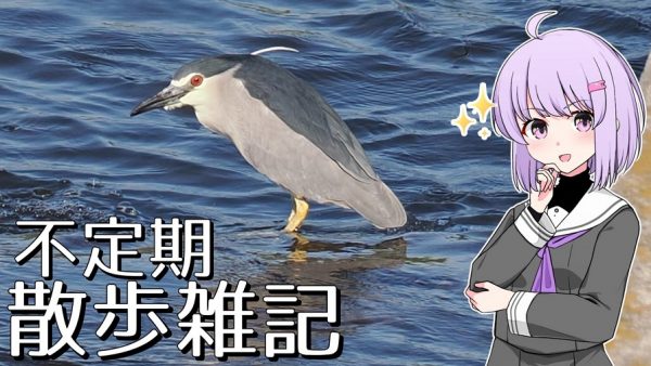 初夏の河原で野鳥観察！ ペンギンみたいなゴイサギの“珍しい姿”を堪能する